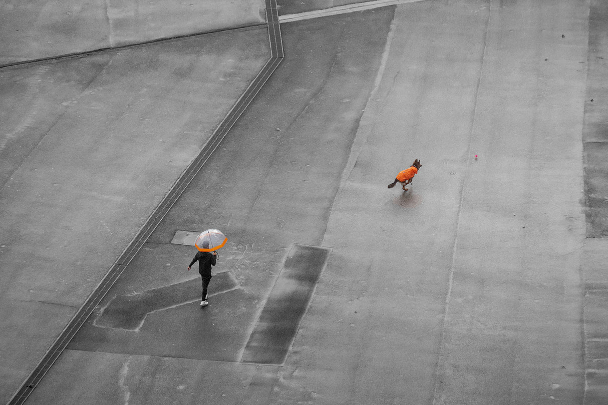 Orange on the diagonal Poster och Canvastavla