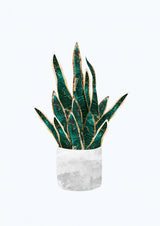 Snake Plant Poster och Canvastavla