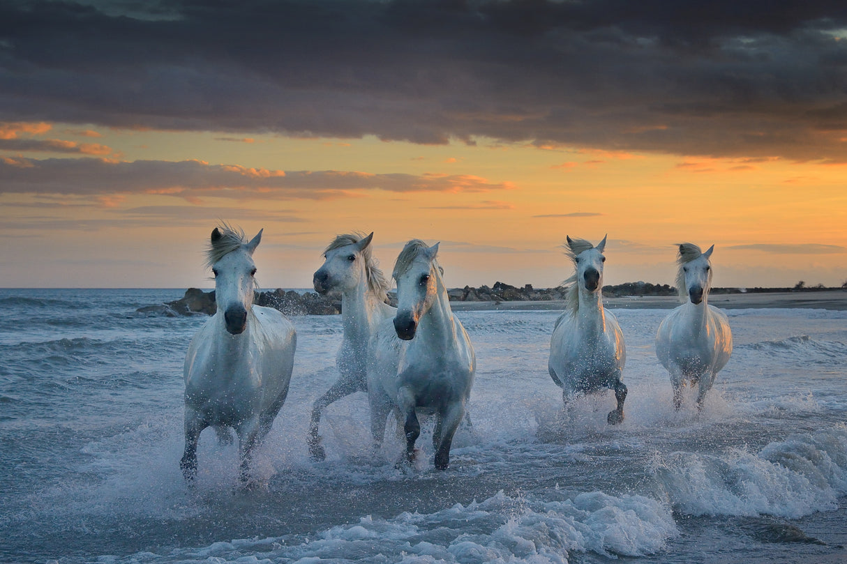 In the waves Poster och Canvastavla