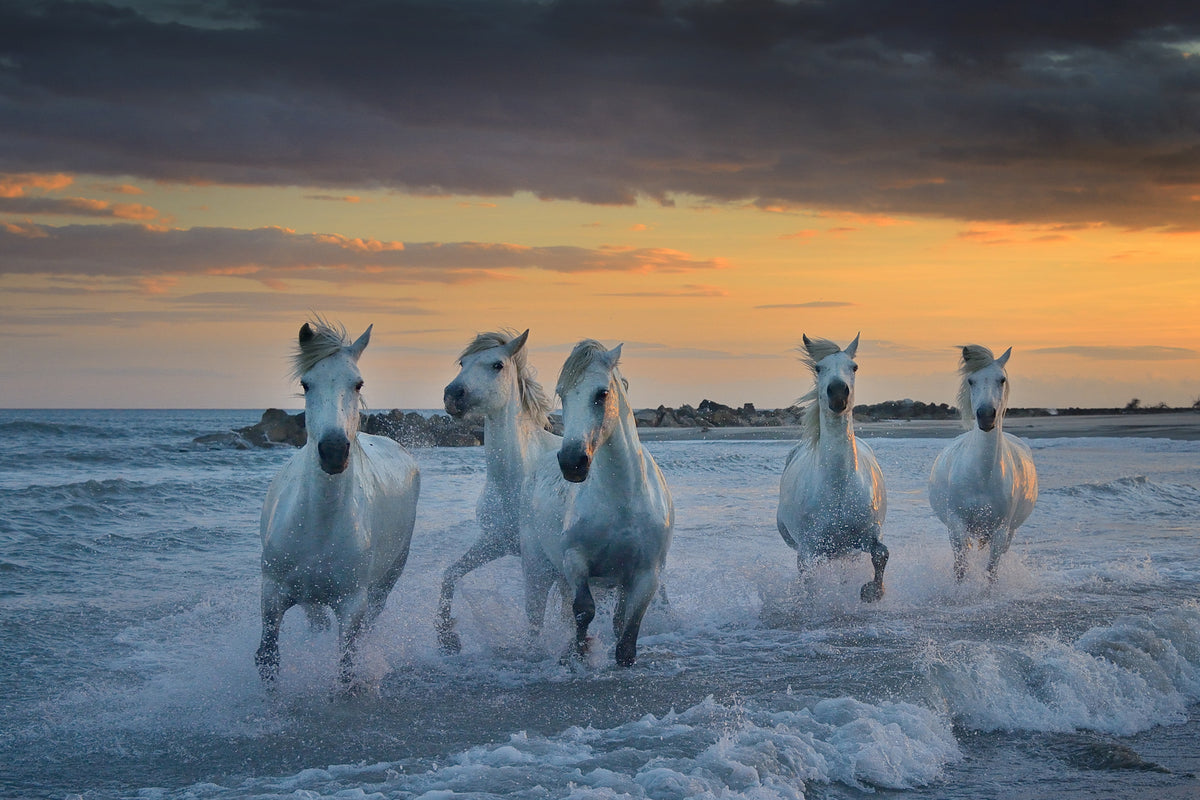 In the waves Poster och Canvastavla