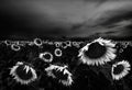 Sunflowers Poster och Canvastavla