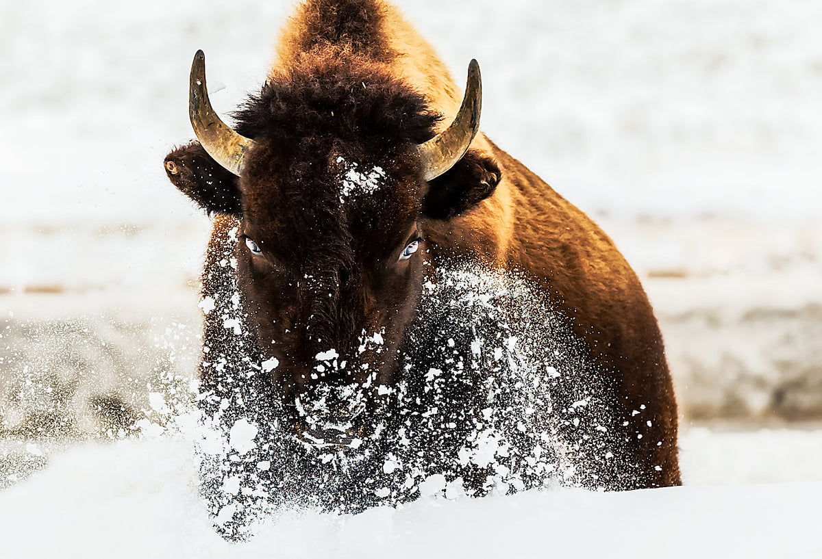 Bison in Action Poster och Canvastavla