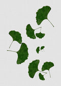 Ginkgo Leaf I Poster och Canvastavla