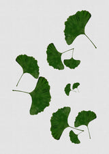 Ginkgo Leaf I Poster och Canvastavla
