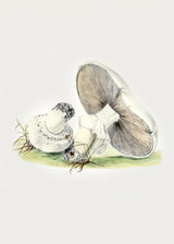 Hand Drawn Horse Mushroom Standing Poster och Canvastavla