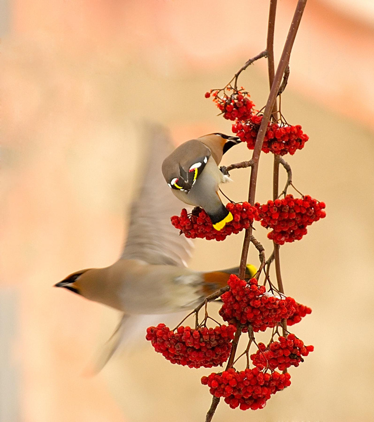 Waxwings Poster och Canvastavla