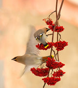Waxwings Poster och Canvastavla