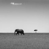 Elephant and the friendly cloud... Poster och Canvastavla