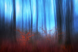 Eerie Woods Poster och Canvastavla