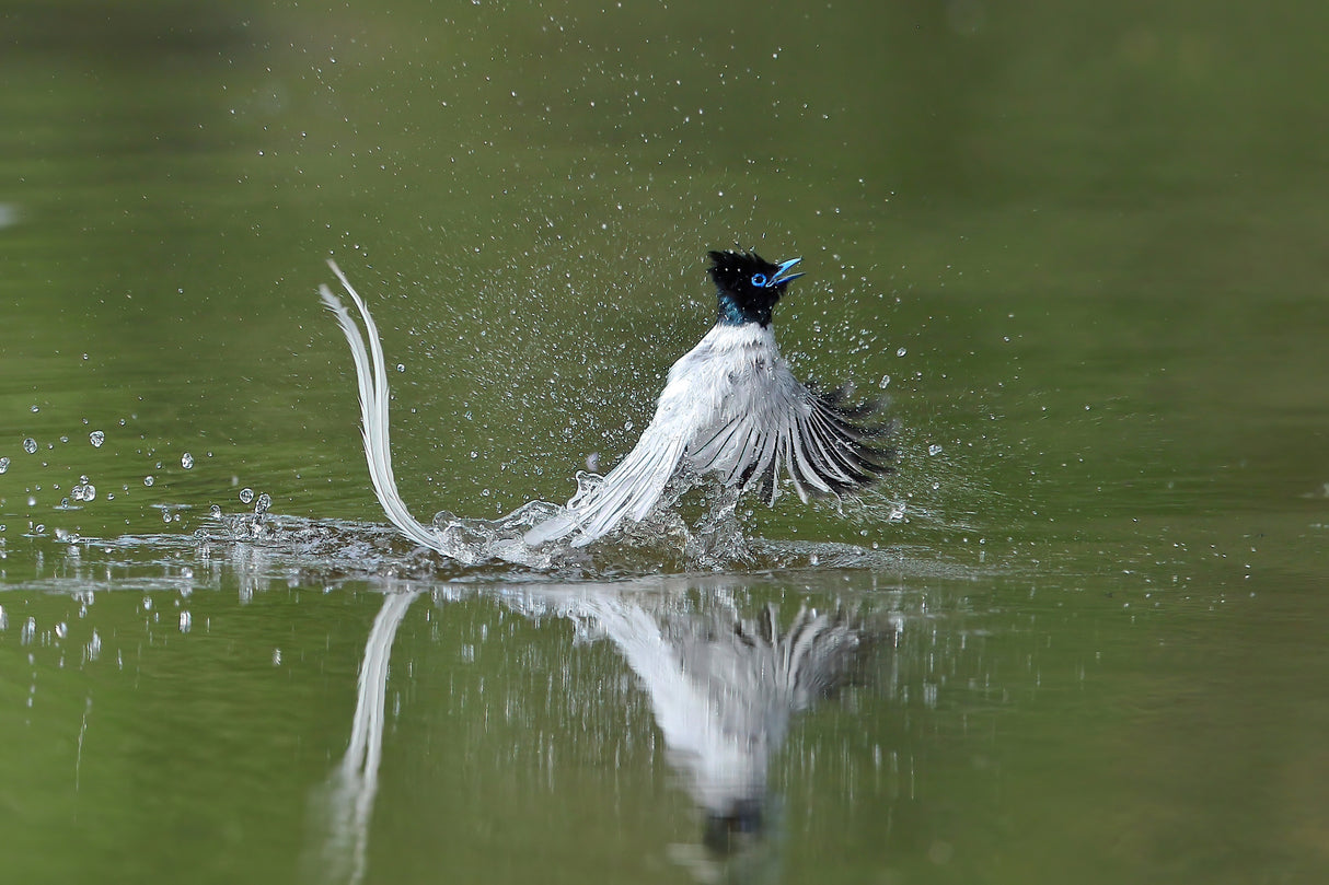 Asian Paradise Flycatcher Poster och Canvastavla