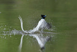 Asian Paradise Flycatcher Poster och Canvastavla