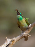 ARABIAN BEE EATER Poster och Canvastavla