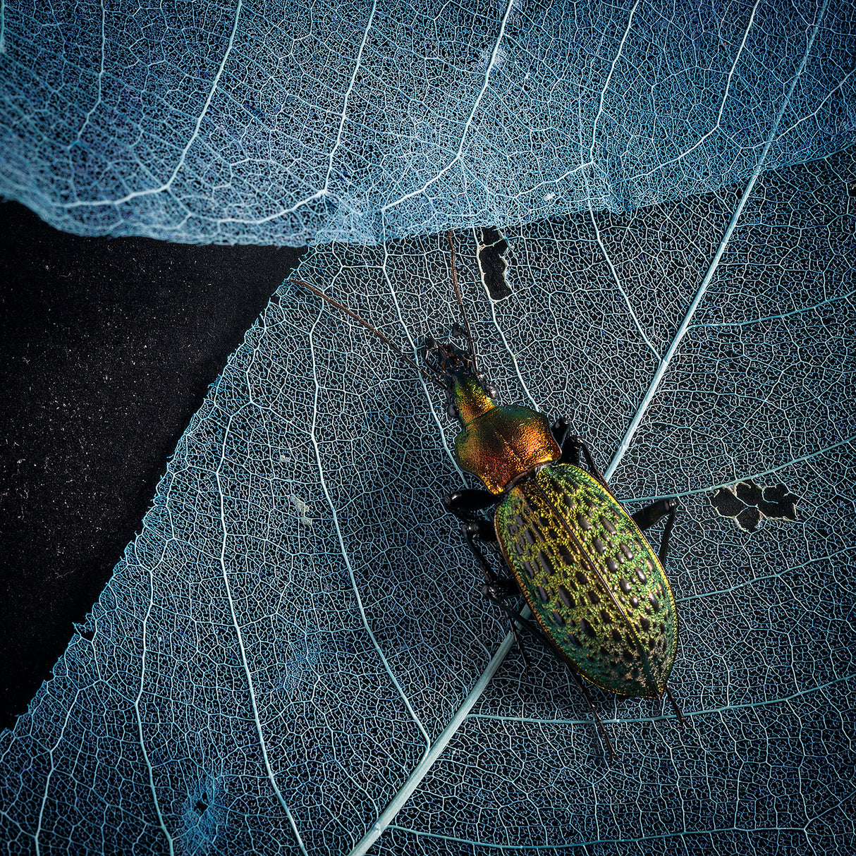 A beautiful insect Poster och Canvastavla