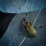 A beautiful insect Poster och Canvastavla