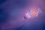 Polyommatus icarus... Poster och Canvastavla