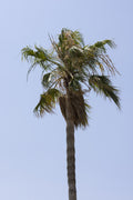 palm trees Poster och Canvastavla