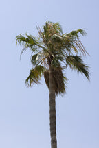 palm trees Poster och Canvastavla