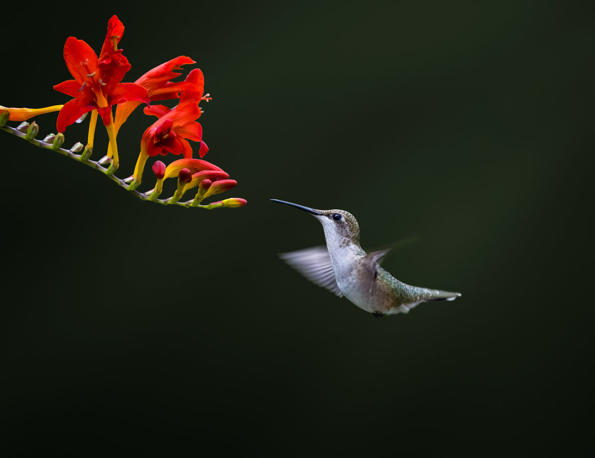Hummingbird Poster och Canvastavla