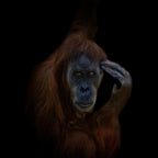 Orang-Utan Poster och Canvastavla
