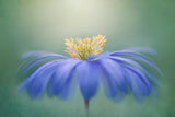 Winter Windflower Poster och Canvastavla