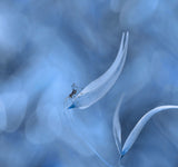 There is a storm in the air... Poster och Canvastavla