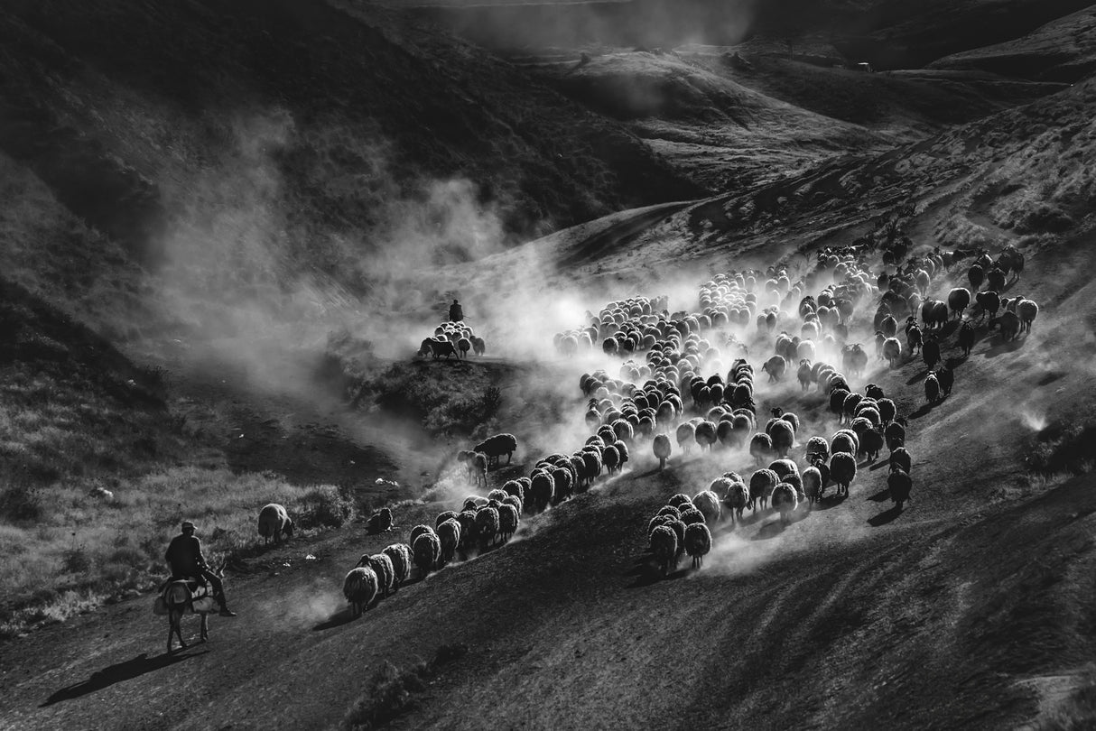 sheep flock Poster och Canvastavla
