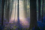 Velvet Light Poster och Canvastavla