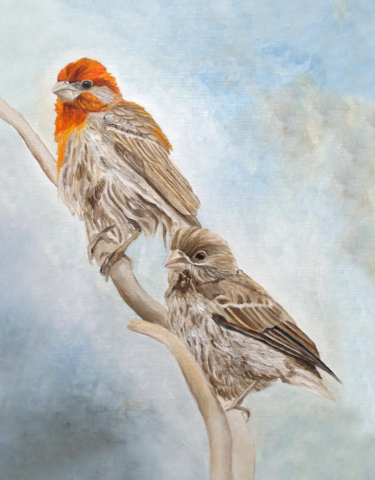 House Finch Couple Poster och Canvastavla