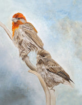 House Finch Couple Poster och Canvastavla