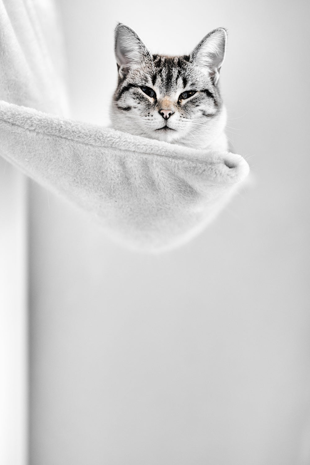 Elevated Cat Poster och Canvastavla