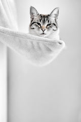 Elevated Cat Poster och Canvastavla