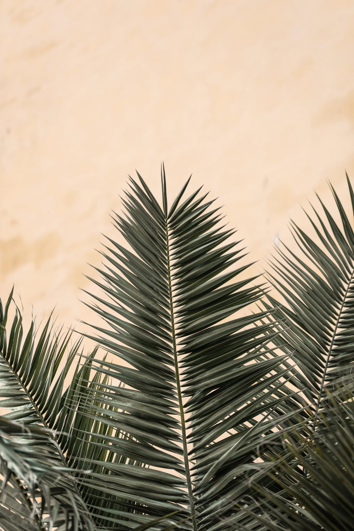 Palm leaves and wall_1 Poster och Canvastavla