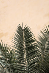 Palm leaves and wall_1 Poster och Canvastavla