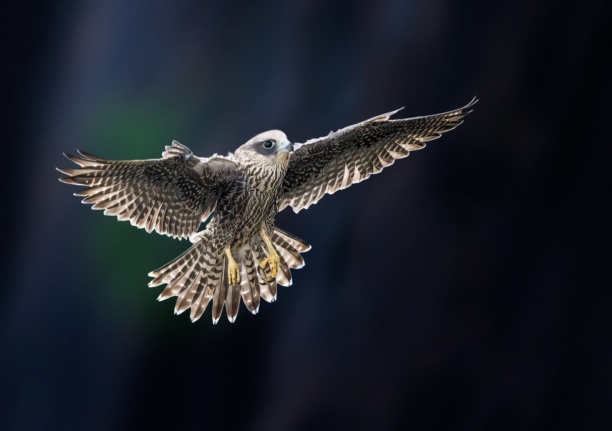 Juvenile Falcon Poster och Canvastavla