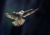 Juvenile Falcon Poster och Canvastavla