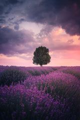 Lavender Fields, Isparta Poster och Canvastavla