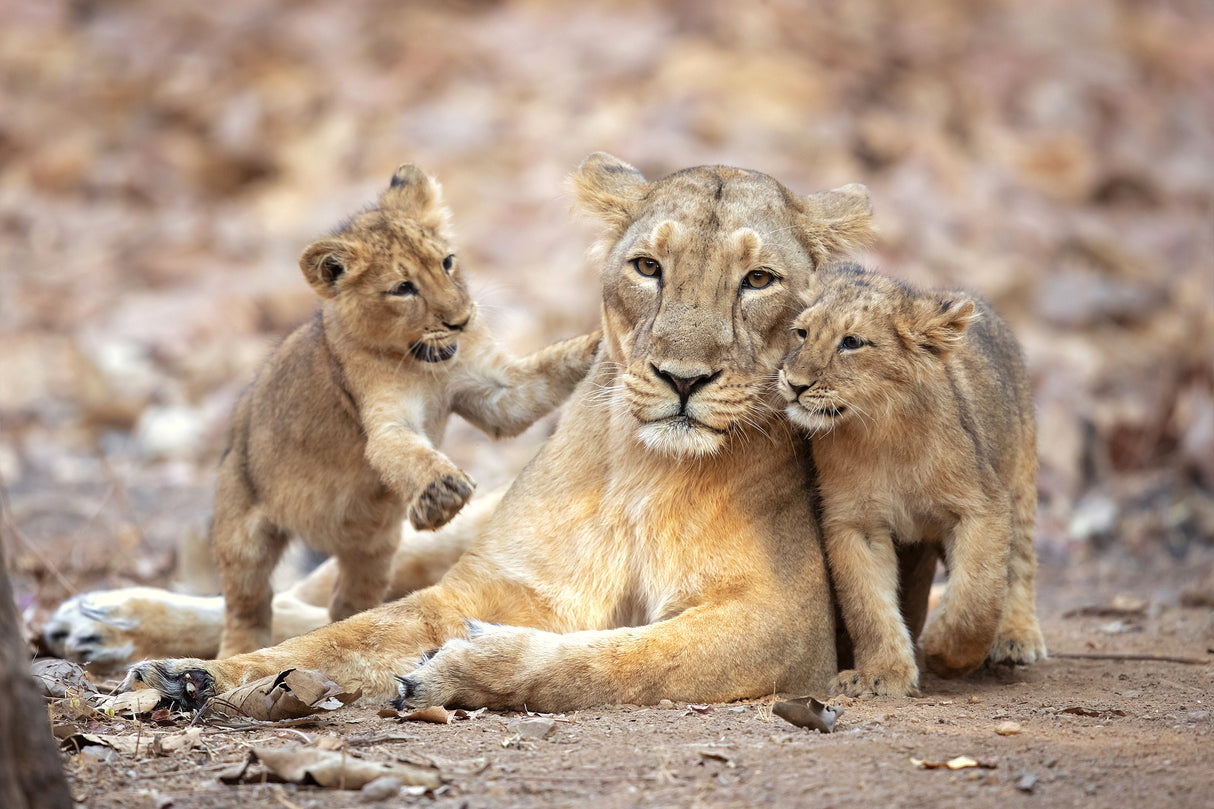 Asiatic lioness Poster och Canvastavla