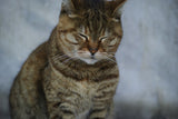 tabby cat Poster och Canvastavla