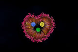 Harvesting water lilies Poster och Canvastavla
