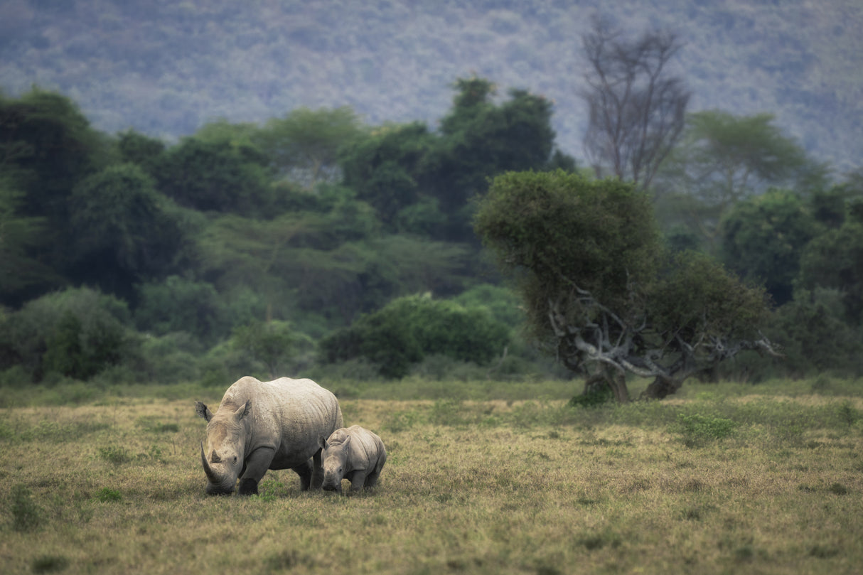 White Rhino Poster och Canvastavla