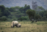 White Rhino Poster och Canvastavla