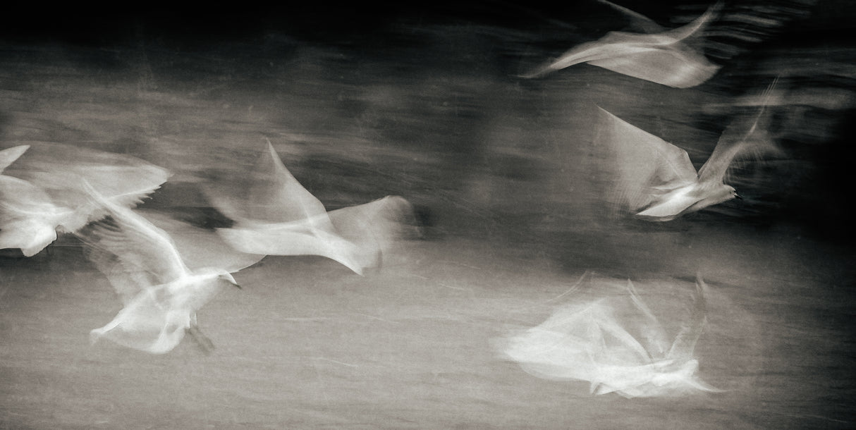 Fluttering gulls Poster och Canvastavla