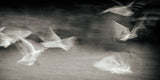Fluttering gulls Poster och Canvastavla