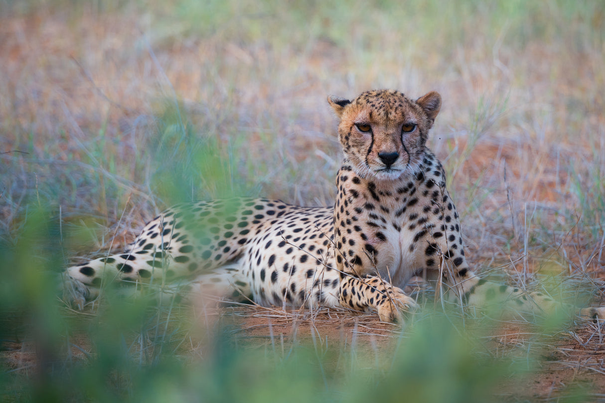 Cheetah -Tsavo East Poster och Canvastavla
