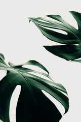 Monstera Natural 11 Poster och Canvastavla