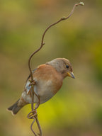 brambling in colors Poster och Canvastavla