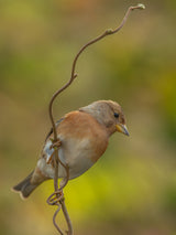 brambling in colors Poster och Canvastavla