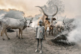 A young herder and his cows Poster och Canvastavla