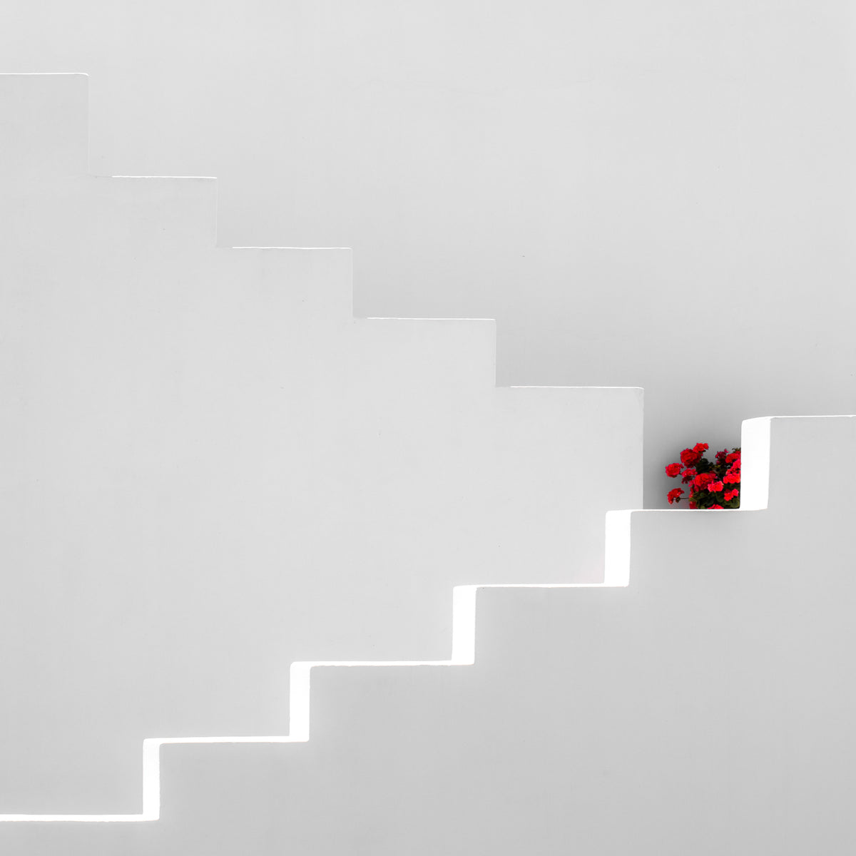 red flower pot Poster och Canvastavla