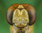 Dragonfly Poster och Canvastavla